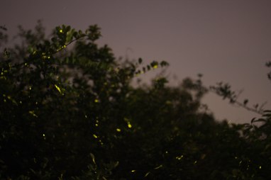 Fireflies (not my picture)